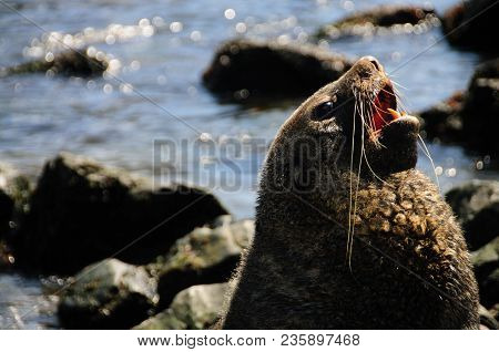 Fur Seal At Godthul