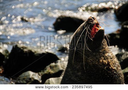 Fur Seal At Godthul