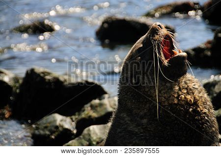 Fur Seal At Godthul