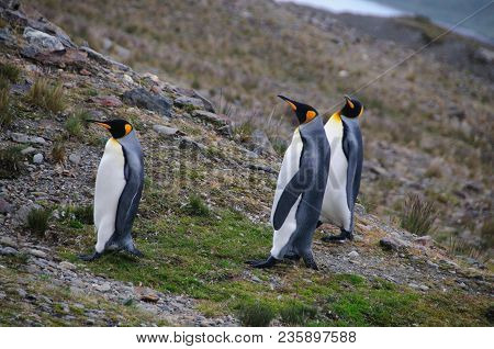 Fortuna Bay, South Georgia, Is Home To One Of The Largest King Penguin Rookeries On The Island. Here