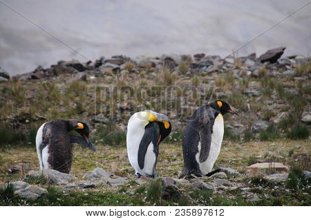 Fortuna Bay, South Georgia, Is Home To One Of The Largest King Penguin Rookeries On The Island. Here