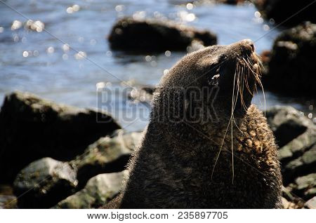 Fur Seal At Godthul