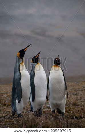 Fortuna Bay, South Georgia, Is Home To One Of The Largest King Penguin Rookeries On The Island. Here
