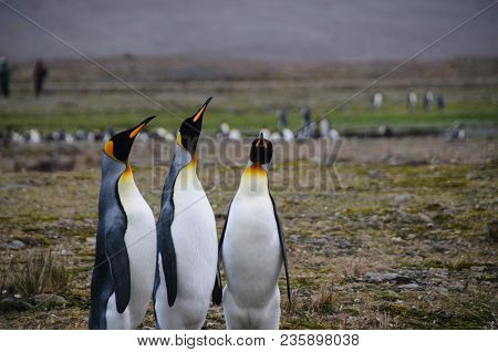 Fortuna Bay, South Georgia, Is Home To One Of The Largest King Penguin Rookeries On The Island. Here