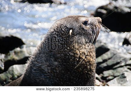 Fur Seal At Godthul