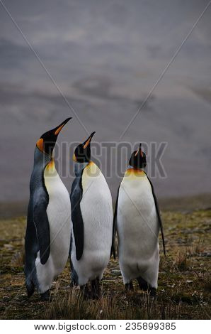 Fortuna Bay, South Georgia, Is Home To One Of The Largest King Penguin Rookeries On The Island. Here