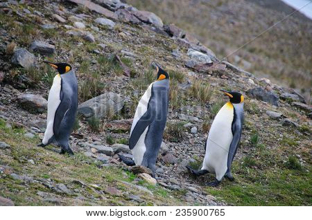 Fortuna Bay, South Georgia, Is Home To One Of The Largest King Penguin Rookeries On The Island. Here