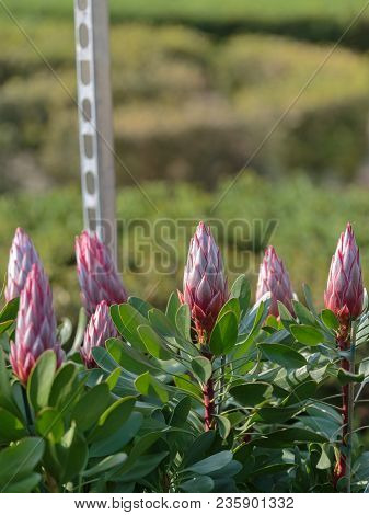 King Protea: Beautiful Protea Cynaroides Flower Close-up.