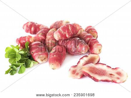 Oxalis Tuberosa In Front Of White Background