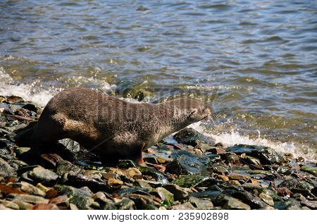 Fur Seal At Godthul