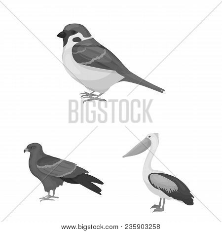 Types Of Birds Monochrome Icons In Set Collection For Design. Home And Wild Bird Vector Symbol Stock