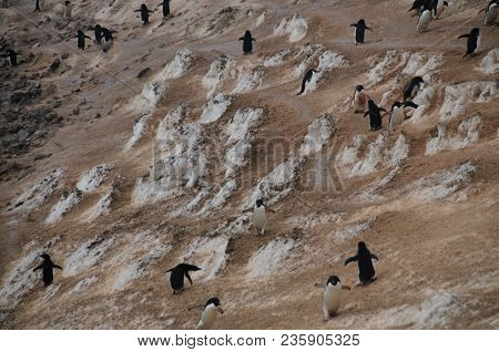 The Structure Shown Here Is Known As A Penguin Highway On Paulet Island. Adelie Penguins Use A Highl