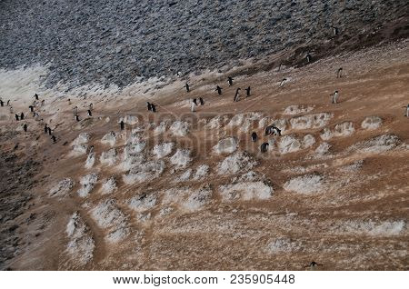 The Structure Shown Here Is Known As A Penguin Highway On Paulet Island. Adelie Penguins Use A Highl