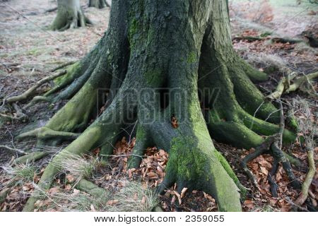 Radici degli alberi