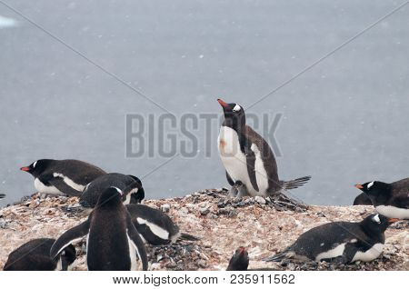 Nesting Gentoo Penguins Struggling For Survival At Cuverville Island, Off The Coast Of The Antarctic