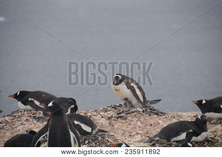 Nesting Gentoo Penguins Struggling For Survival At Cuverville Island, Off The Coast Of The Antarctic