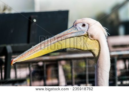 Great White Or Eastern White Pelican, Rosy Pelican Or White Pelican Is A Bird In The Pelican Family.