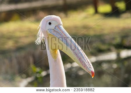 Great White Or Eastern White Pelican, Rosy Pelican Or White Pelican Is A Bird In The Pelican Family.