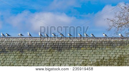 A Flock Of Seagulls Resting On A Haouse Rooftop