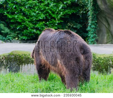 European Brown Bear In The Outdoors And Close-up