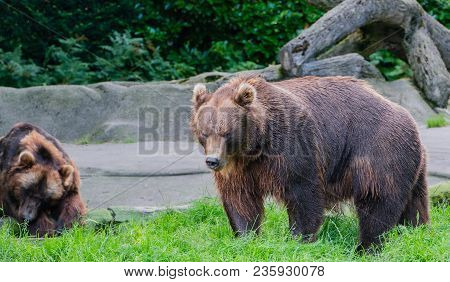 European Brown Bear In The Outdoors And Close-up