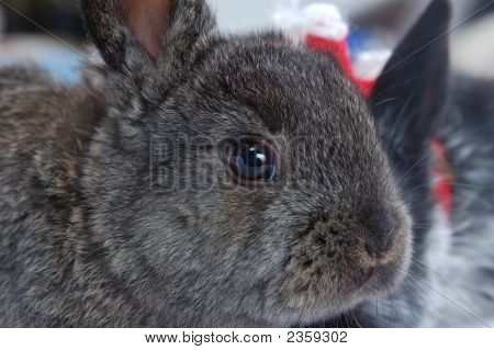 Close Up Schnauze Kaninchen