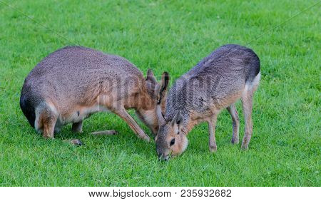 A Maras In The Wild Wild Landscape