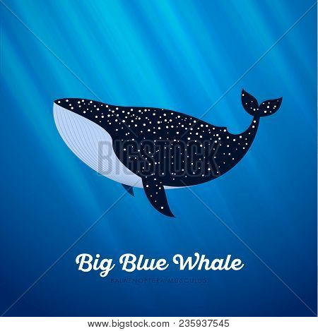 Blue Whale Underwater Illustration. Ocean Life Illustration.