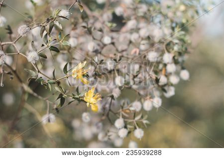 Blooming Larrea Tridentata Plant. Small Yellow Flowers Of Creosote Bush