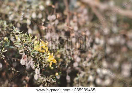 Blooming Creosote Bush. Background With Larrea Tridentata Plant