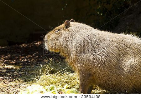 capybara portræt