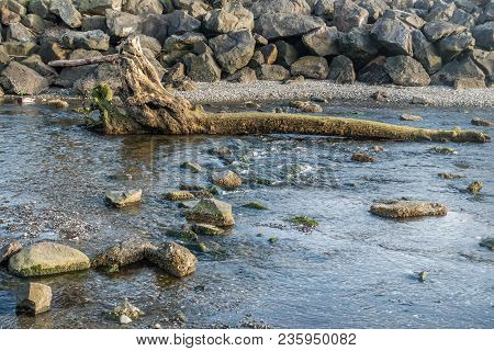 A View Of A Dead Tree Trunck In A Stream In Des Moines, Washington.