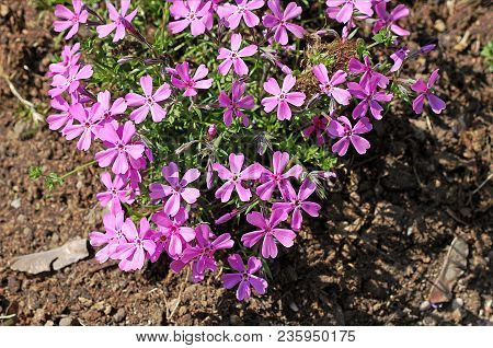 Phlox Pilosa (downy Phlox, Prairie Phlox, Fragrant Phlox). It Is Native To North America.