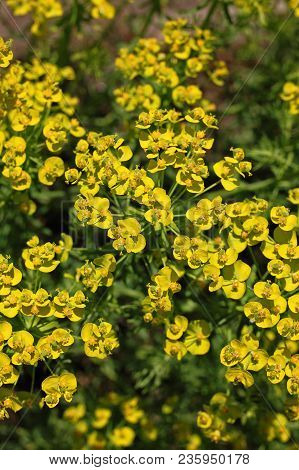 Euphorbia Cyparissias, The Cypress Spurge. Natural Habitat Types Include Dunes, Pannes, Coastal Head