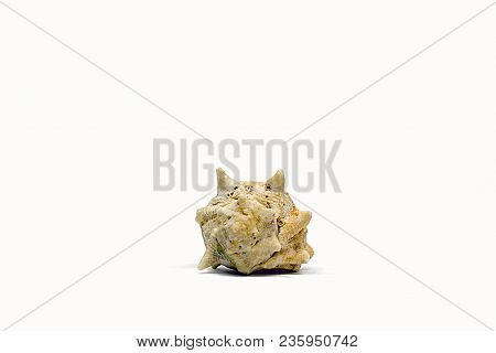 Beautiful Marine Conch Shell From The Sea