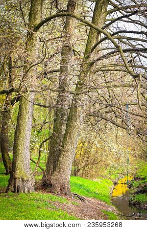 Park in springtime