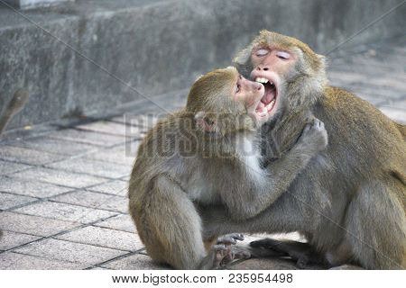 Two Formosan Macaques In Mountains Of Kaohsiung City, Taiwan, Also Called Macaca Cyclopis. They Are 