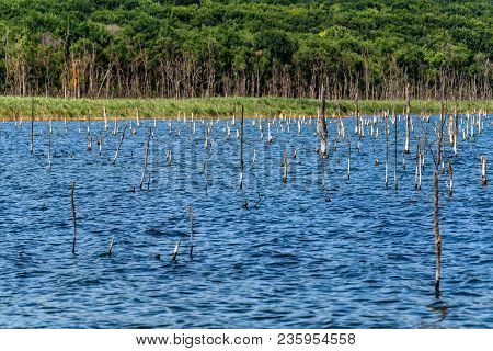 Beautiful Landscape With Several Dry Trees Growing In Lake