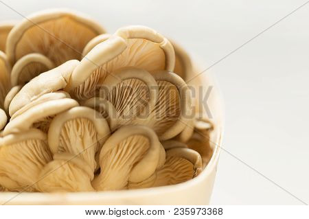 Bunch Of Fresh Oysters Mushroom On The Wooden Basket Close-up. Ingredents Of Vegetarian Diet.