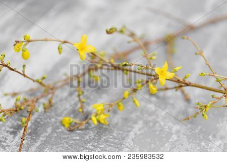 Yellow Forsythia Suspensa Spring. Flowers Bloom From Buds On The Branches.