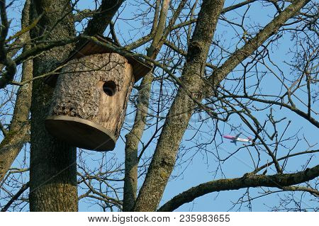 The Wooden Bird Box Covered Fixed The High Tree On The Right Background Bare Trees And Blue Sky And 