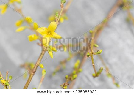 Yellow Forsythia Suspensa Spring. Flowers Bloom From Buds On The Branches.