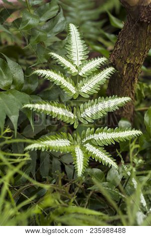 Beautiful Fern Pteris Quadriaurita With A White Pattern On The Pinnate Leaves In The Grassy Undergro