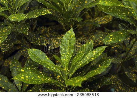 Floral Background - Green In Gold Speckls Leaves Of Gold Dust Croton (codiaeum Variegatum, Garden Cr