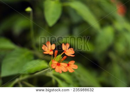 Beautiful Bright Fiery Orange Flowers Of Crossandra Infundibuliformis (firecracker Flower)