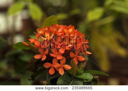 Bright Red Inflorescence Of Ixora (also Known As Jungle Geranium, Flame Of The Woods Or Jungle Flame