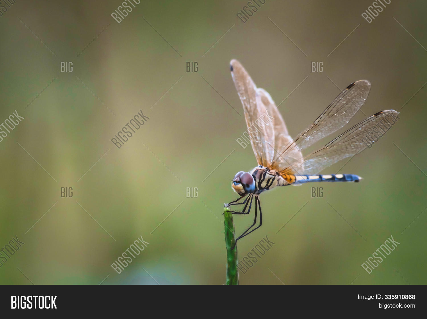Image Preview