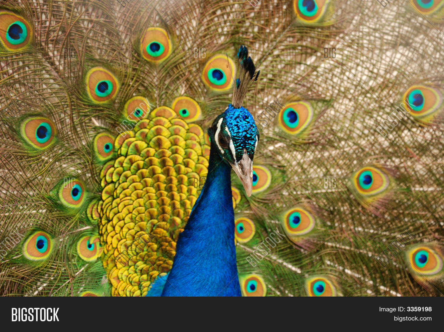 Image Preview