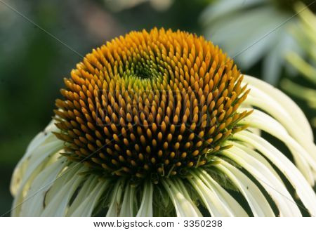 흰색 Coneflower