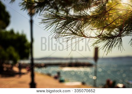Sun Rays Shining Through A Tree At The Coast Of The Mediterranean Sea At The Promenade Near The Mira